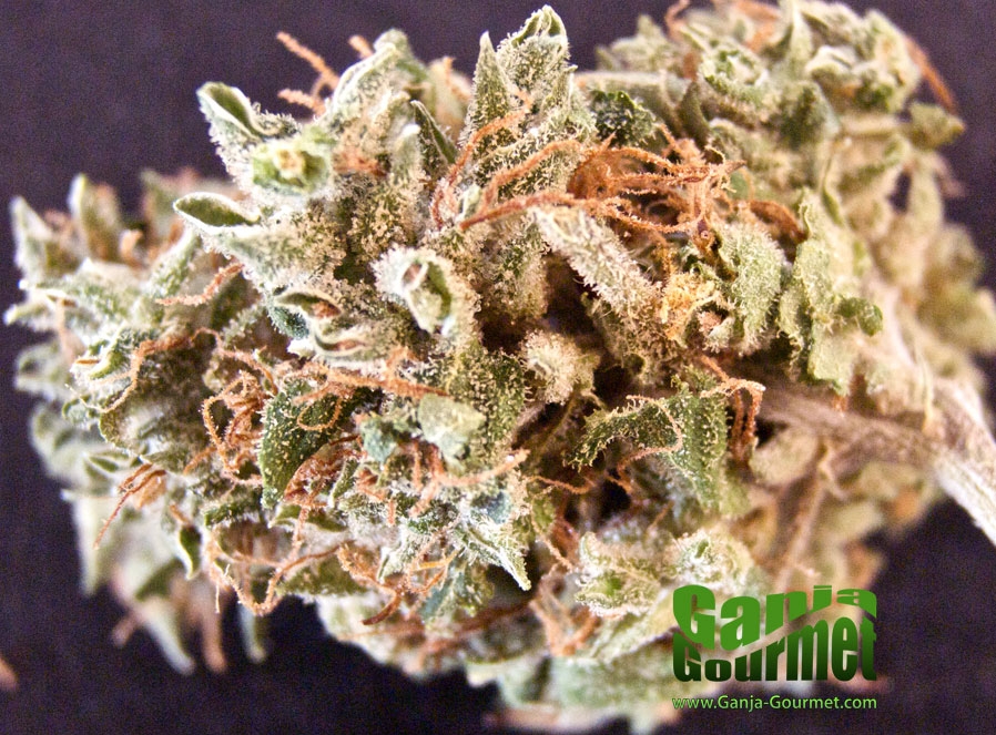 GanjaGourmetShivaHybrid01id