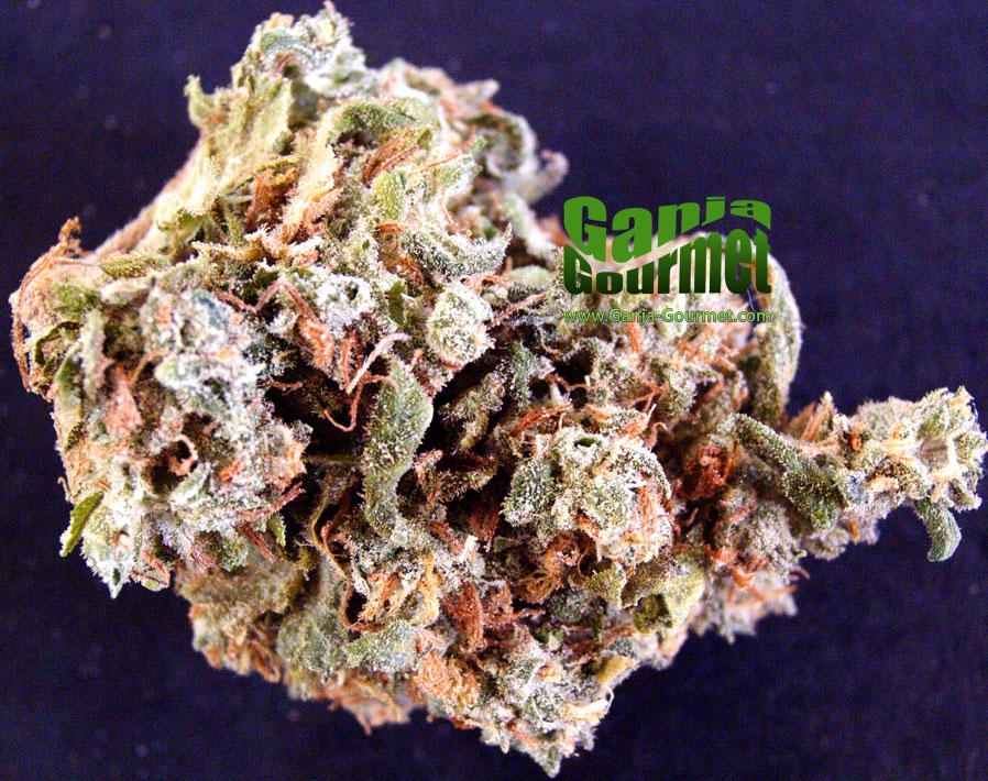 GanjaGourmetSkunk101id
